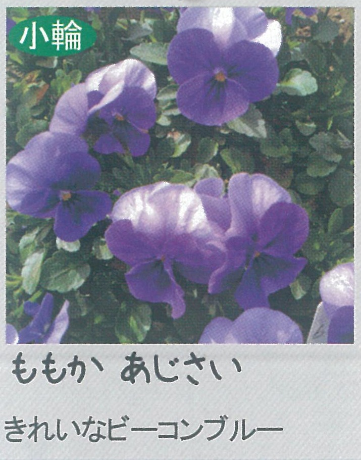 【先行予約商品】【産直】【送料1/2】ビオラ　ももか　あじさい　3.5号24入